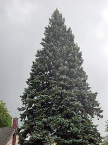 Sault Ste. Marie spruce becomes State of Michigan's 39th Christmas tree